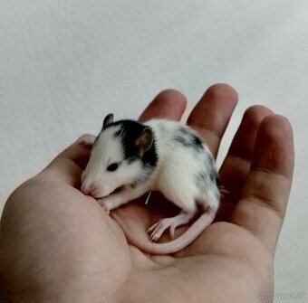 Potkaniky dumbo a štandart s VP - 2