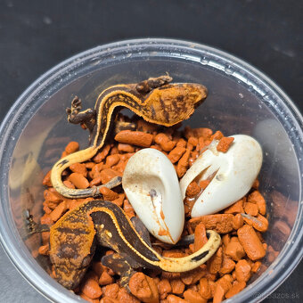 Pagekon riasnaty - C. ciliatus z vlastneho odchovu od 30€ - 2