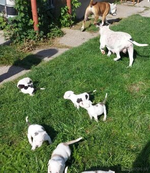 Staford / amstaff - 2