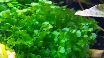 Krevetky Neocaridina davidi mix + Lomariopsis lin. - 2