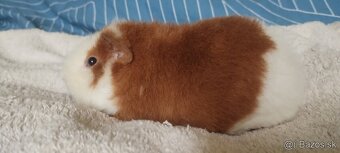 morča US Teddy s VP - 2