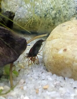 Neocardina davidi Chocolate - 2