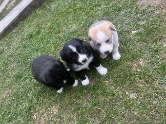 Šteniatka krížence borderkólie - 2