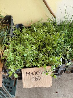 Cibuľa, cesnak, trvalky, pažítka, majoranka - 2