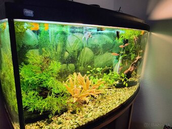 Predám staršie 100 L akvárium - 2