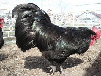 Kuriatka - Australorpka – Čierna perla s rekordnou znáškou - 2