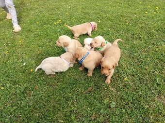Zlatý retriever šteniatka - 2