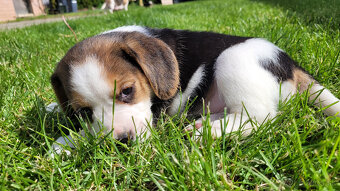 Beagle tricolor - 2