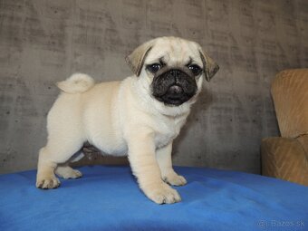 MOPS s PP. - 2
