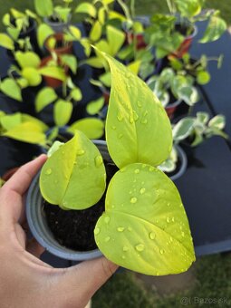Pothos Epipremnum aureum - 2