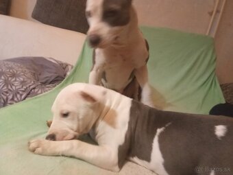 Predám čistokrvné šteniatko amerického stafforda - 2