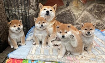 Shiba inu s PP /FCI / - 2