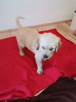 Zlatý retriever - 2