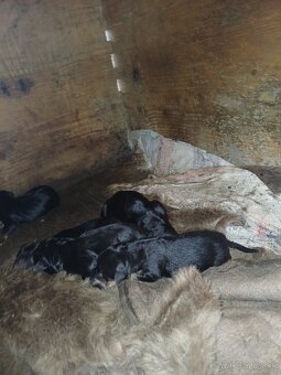 Bernský ovčiak - 2