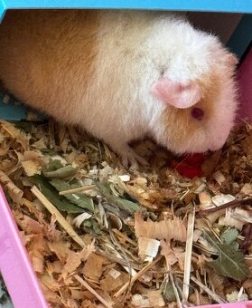 Morské prasiatko - Tedi - 2