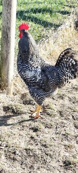 Predám kohútov - 2