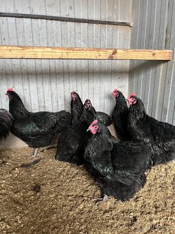 Australorpka - 2