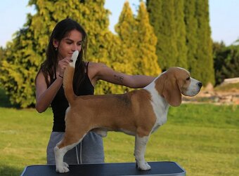 BEAGLE - bigl, beautiful puppies ZKwP/ FCI - 2