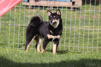 Shiba inu čierny psík s PP - 2