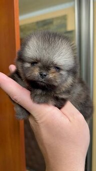 Pomeranian mini - 2