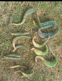 Tucnolist a kaktus - 2