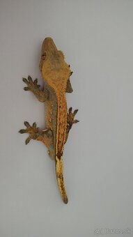 Pagekon Riasnaty - 2