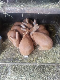 Predám burgundské červené zajace - 2