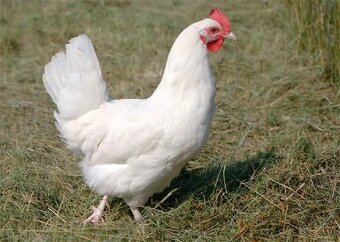 Lohman hnedý, Leghorn biely nosnice - 2