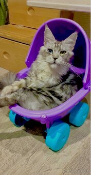 mainska myvalia adopcia - 2