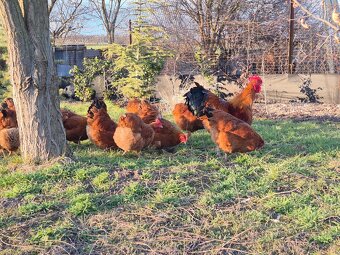 Kuriatka Hempšír - 2