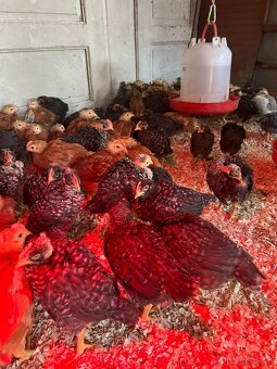 predám kurčatá - 2