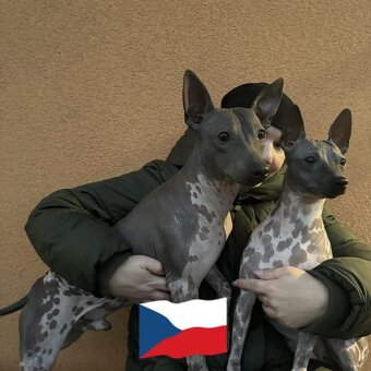 Americký bezsrstý terier AHT s PP/FCI - 2