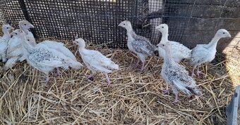 Predam NV morky bronzovej - 2