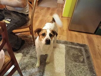 Darujem psíka Jack Russell teriér kríženec z stafordom - 2