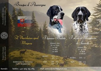 Stavač, Auvergneský stavač, Braque d'Auvergne - 2