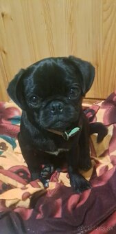 Mops black - 2