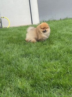 Pomeranian - 2
