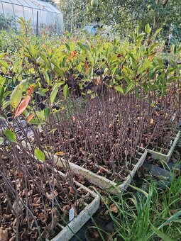 Aronia Nero,Viking - 2