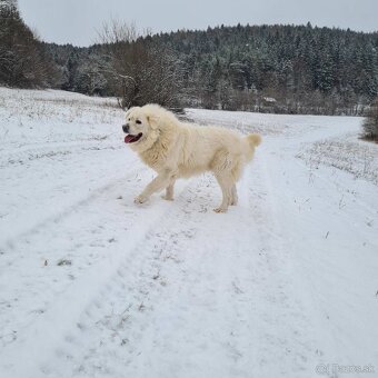 Slovenský čuvač krytie. - 2