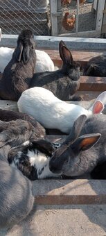 Predám Králiky - 2