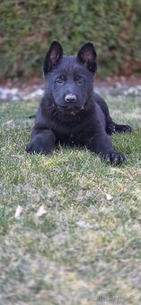 Predám nemecký ovčiak šteniatka s PP - 2