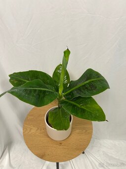 Musa Tropicana-Banánovník - 2