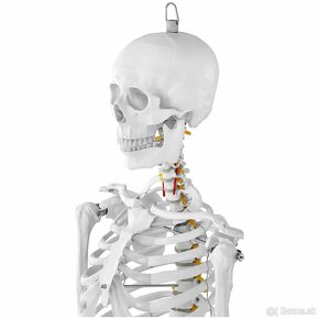 model kostry človeka v životnej veľkosti s výškou 176 cm - 2