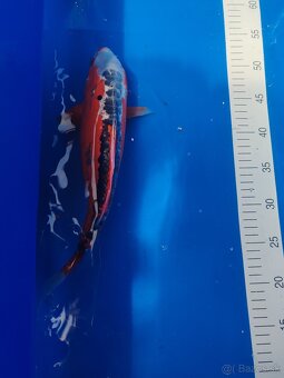 Koi kapor - 2