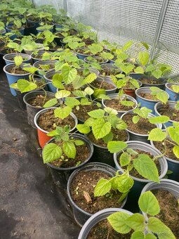 Paulownia Tomentosa rýchlorastúci strom - 2