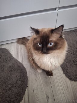 Ragdoll - 2