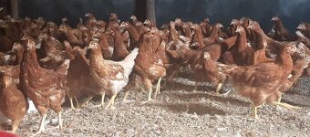 Sliepky na predaj - 2