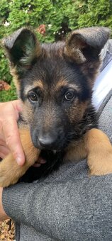 Nemecký ovčiak.s pp - 2