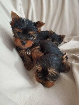 Yorkshirsky teriér Yorkshir - 2