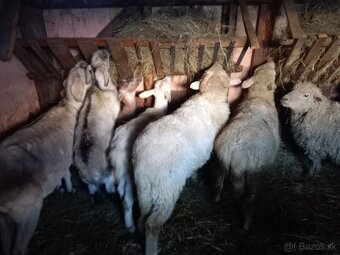 Predám barana - 2